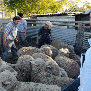 50 ovejas Corriedale para productores del departamento